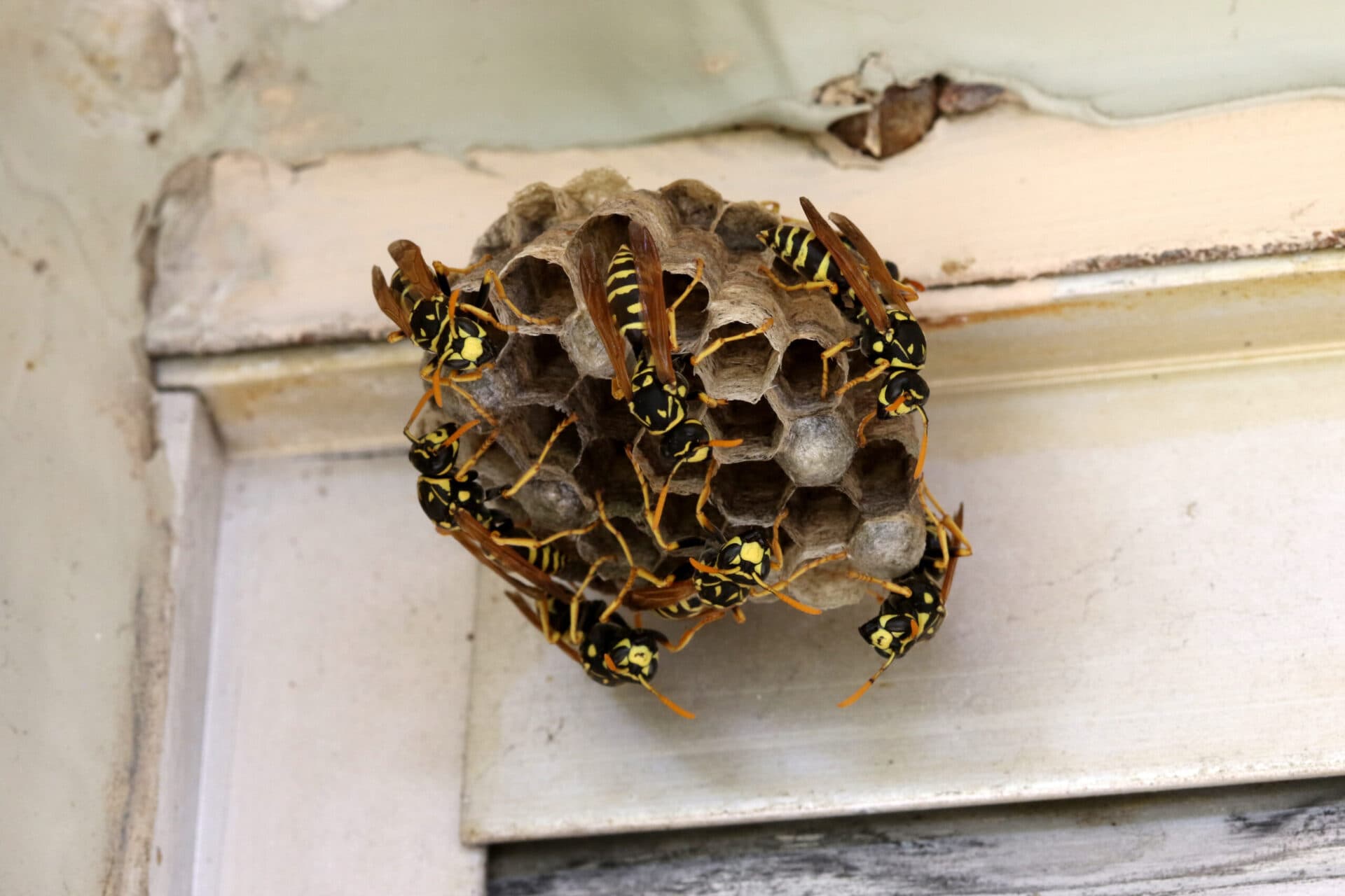 Recurring pest management contract service
